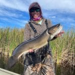 bowfin mudfish